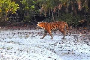 Sundarban Maa Mamatamayee Tour and Travels